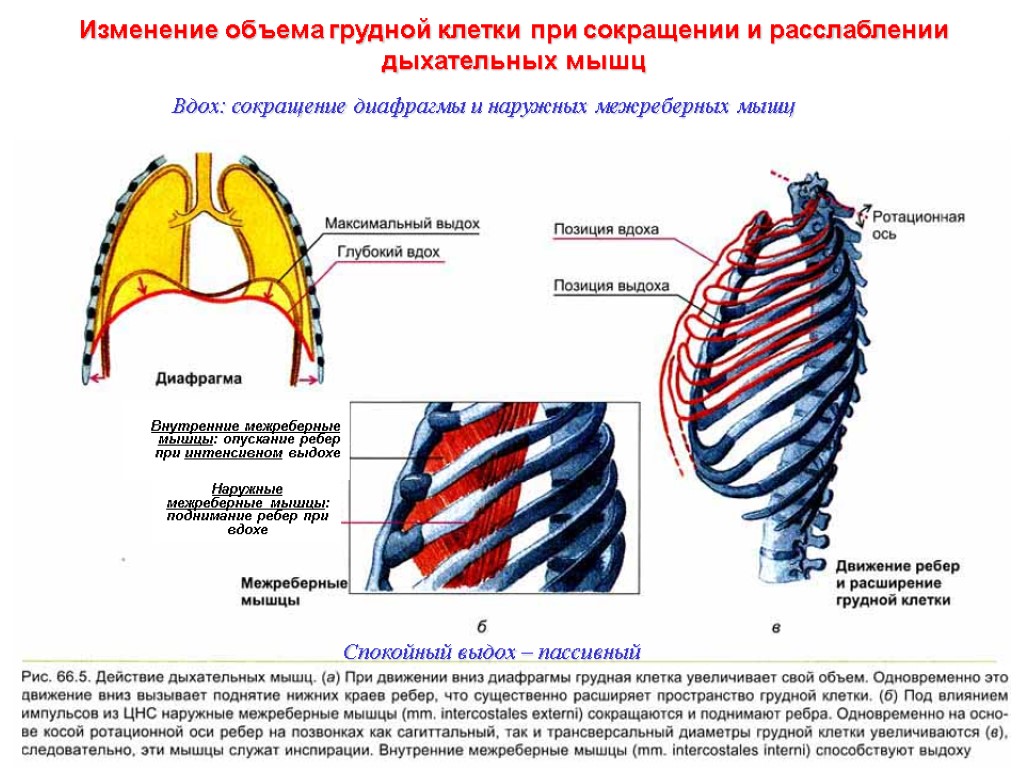 Изменение объема грудной клетки при сокращении и расслаблении дыхательных мышц